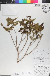Miconia capillaris image
