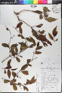 Miconia ayisyena image