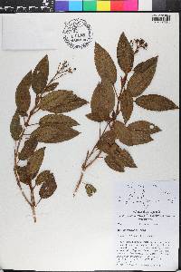 Miconia ferruginea image