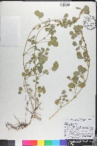 Medicago polymorpha image