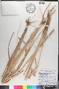 Andropogon glomeratus var. pumilus image