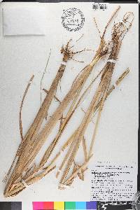 Andropogon glomeratus image