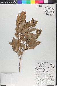 Chionanthus ligustrinus image