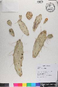 Opuntia anacantha image