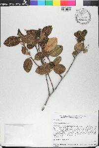 Hieronyma montana image