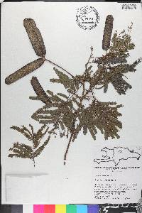 Senegalia angustifolia image