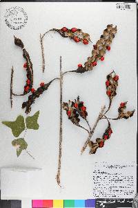 Erythrina herbacea image