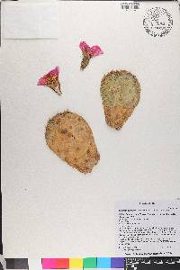 Opuntia basilaris var. heilii image