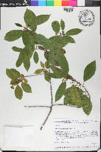 Colubrina arborescens image