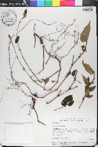 Begonia domingensis image