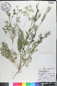 Cyclospermum leptophyllum image