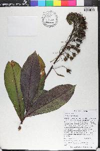 Lobelia robusta image