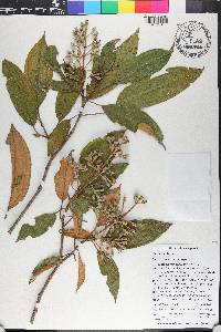 Miconia dodecandra image