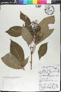Psychotria berteriana image