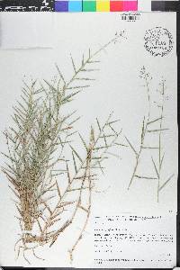 Isachne rigidifolia image