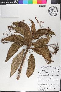 Rhytidophyllum berteroanum image