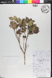 Meriania parvifolia image