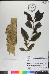 Mouriri arborea image