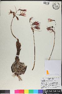 Zephyranthes advena image
