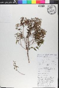 Miconia gracilifolia image