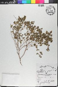 Euphorbia berteroana image