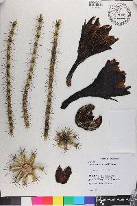 Cereus hildmannianus image