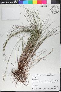 Scleria lithosperma image