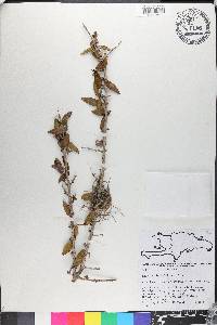 Eugenia lindahlii image