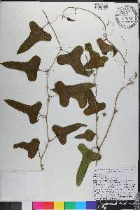 Smilax bona-nox image