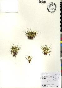 Cyperus squarrosus image