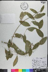 Smilax smallii image