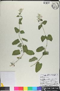 Nepeta mussinii image