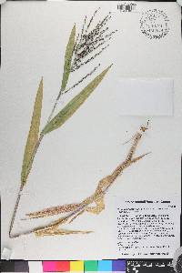 Urochloa fusca image