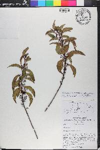 Miconia acuminoides image