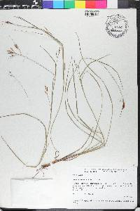 Rhynchospora domingensis image