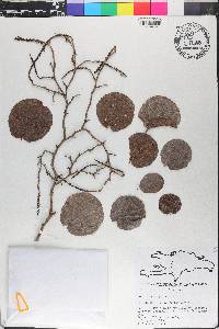 Coccoloba leoganensis image
