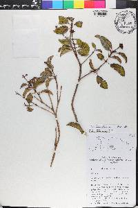 Miconia ferruginea image