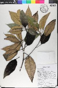 Miconia bicolor image