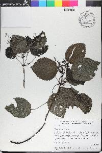 Pilea betulifolia image
