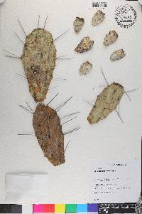 Opuntia elata image