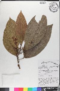 Sloanea berteroana image