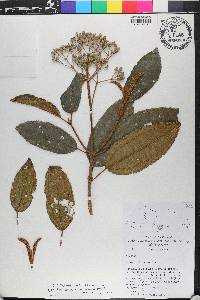 Miconia ferruginea image
