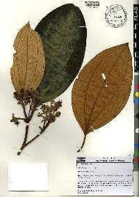 Miconia holosericea image