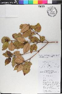 Miconia macrocarpa subsp. macrocarpa image