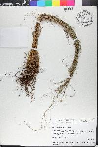Rhynchospora uniflora image