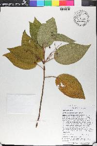 Miconia hispaniolica image