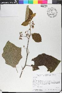Solanum torvum image
