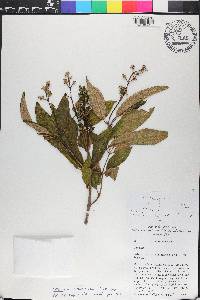 Miconia coniophora image
