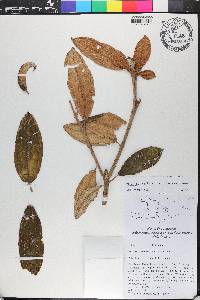 Miconia septentrionalis image