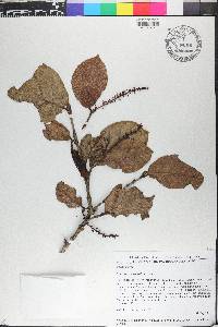 Coccoloba wrightii image